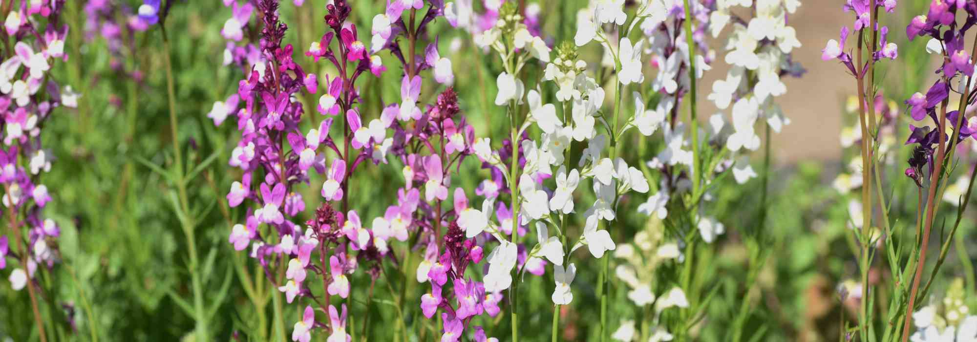 Semez ou laissez pousser des fleurs qui produisent des graines