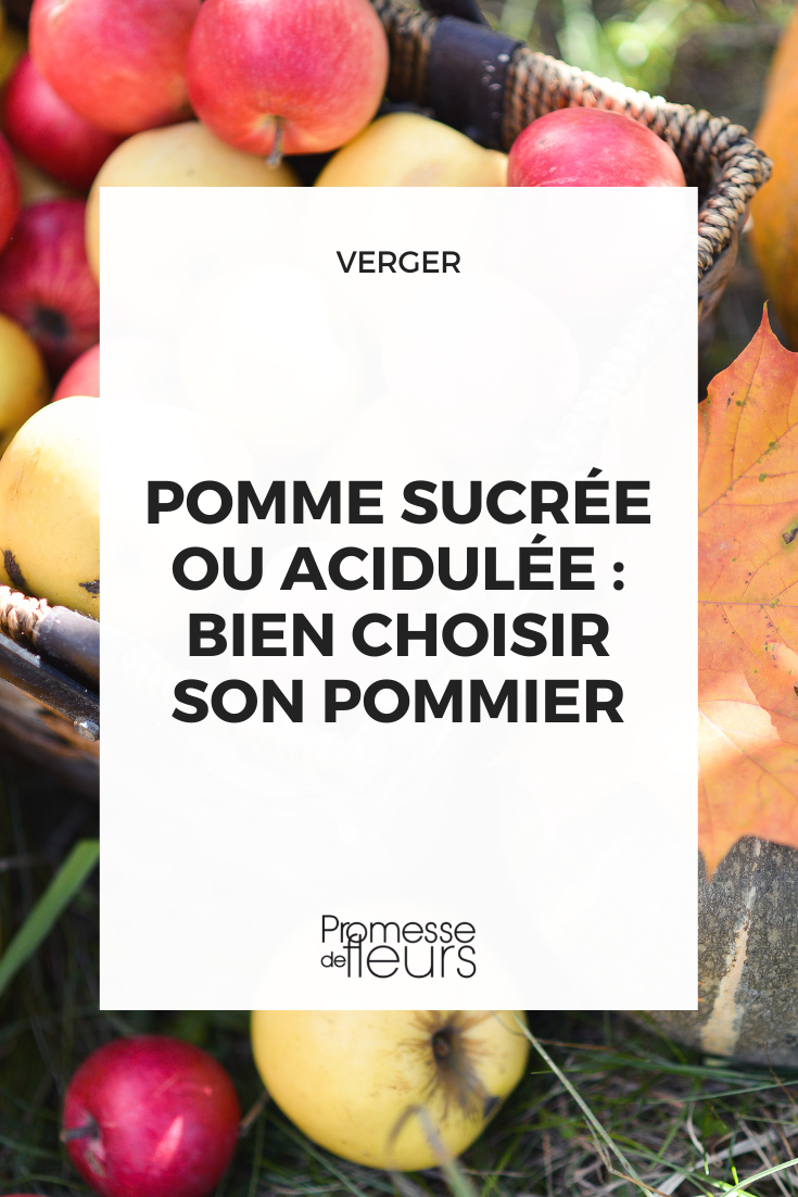 Choisir un pommier à fruits sucrés ou acidulés