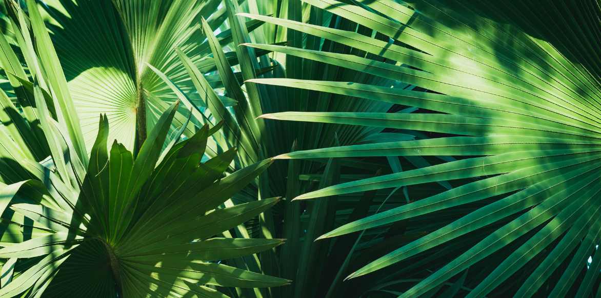 Pritchardia palmier eventail cultiver planter entretenir