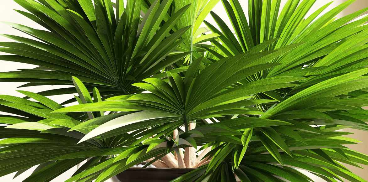 Pritchardia palmier eventail cultiver planter entretenir