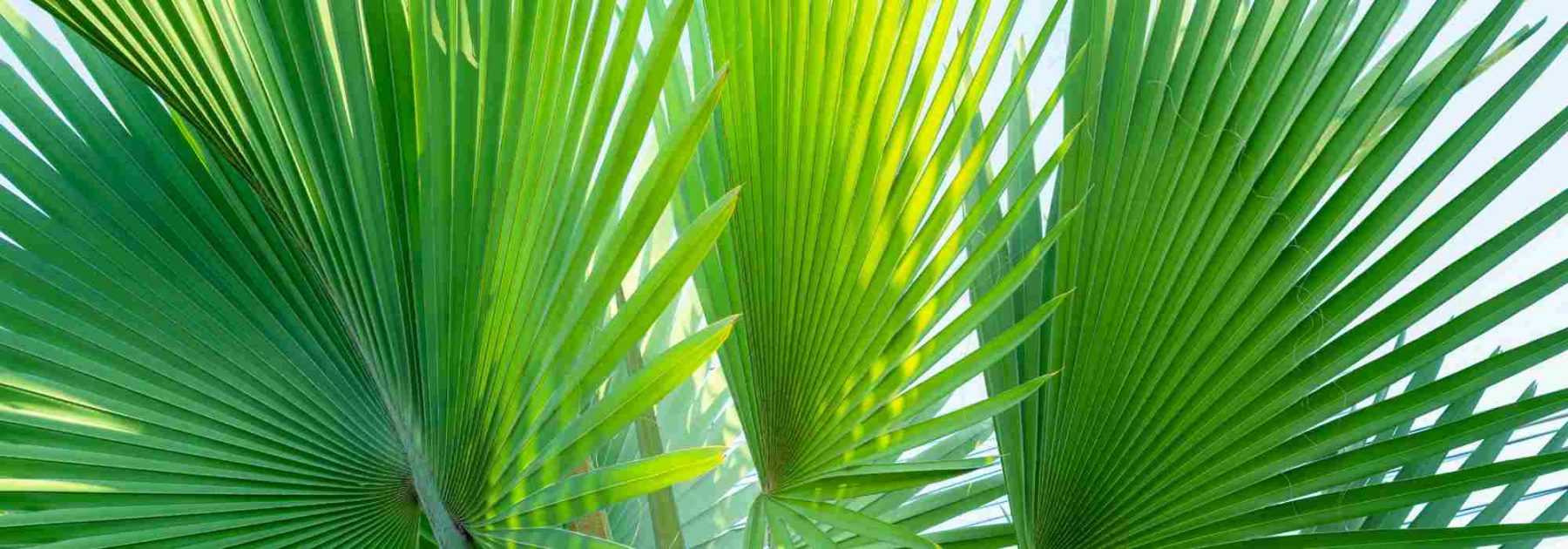 Pour profiter d'un palmier à l'intérieur, ce sont ces variétés faciles  qu'il faut