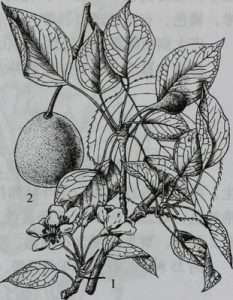 Nashi, poirier japonais, pomme poire, Pyrus pyrifolia
