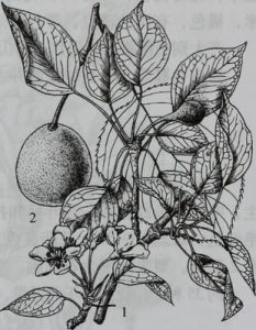 Nashi, peral japonés, pera-manzana, Pyrus pyrifolia