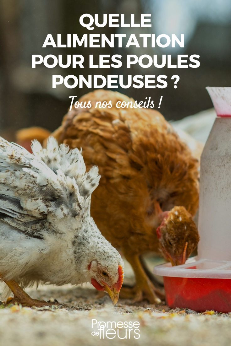 Comment nourrir les poules pondeuses