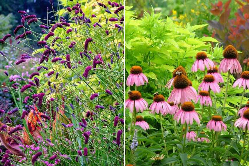 Les plus belles variétés de sureau noir