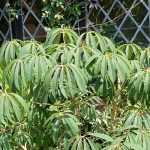 Schefflera : 5 idées d'associations réussies