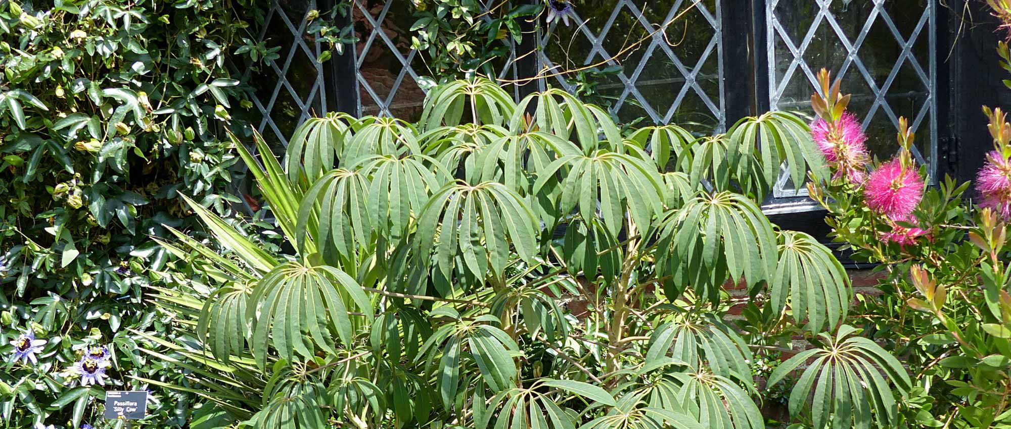 Schefflera : 5 idées d'associations réussies