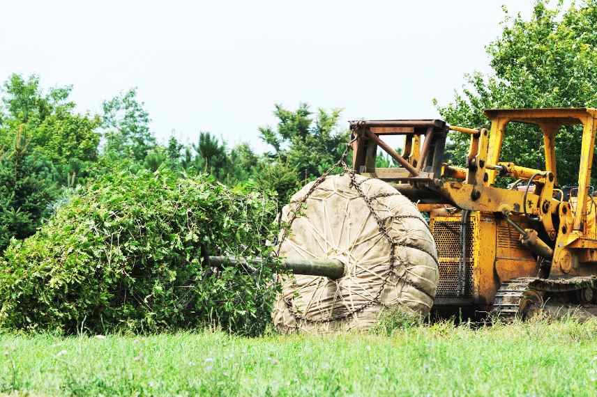 Choix arbre pour jardin, comment choisir arbre arbuste jardin