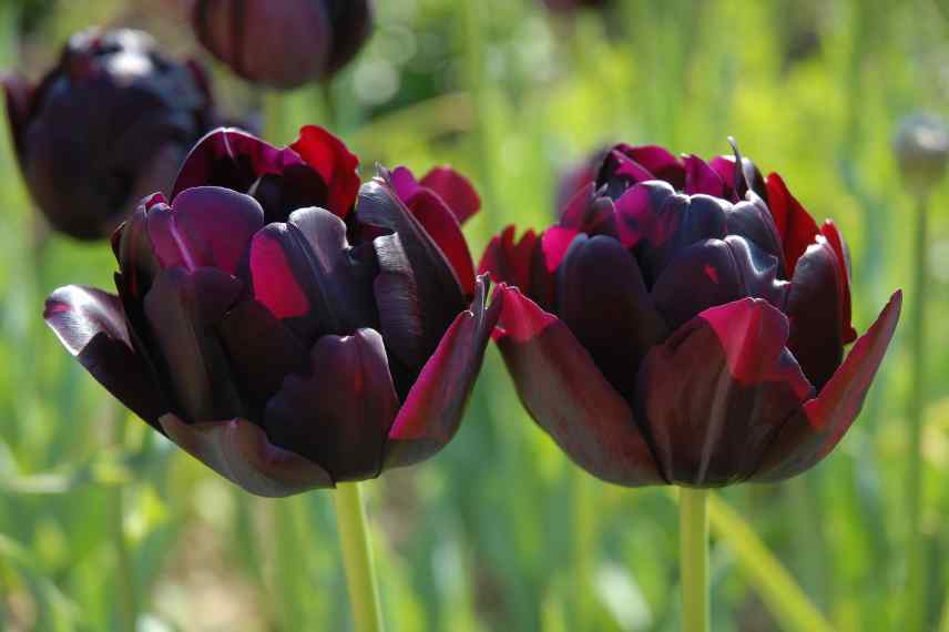 Tulipes fleurs violettes pourpres mauves