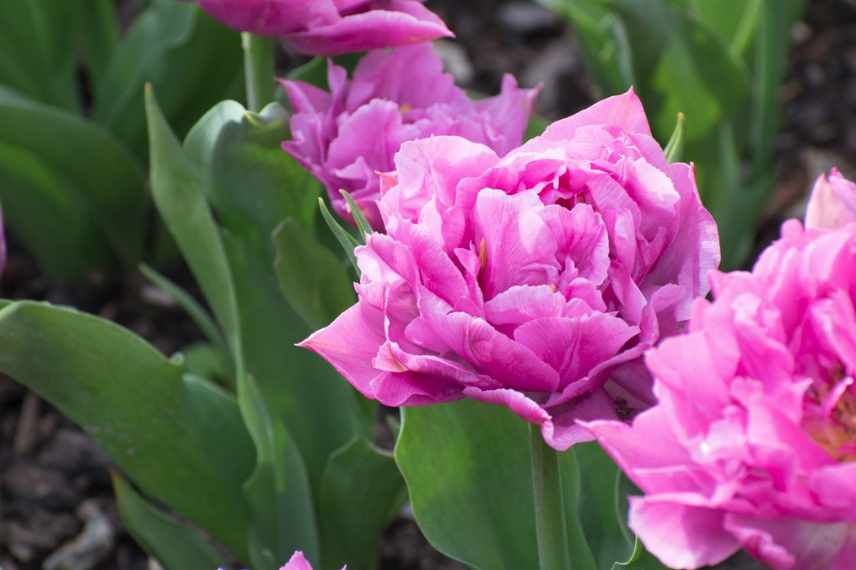 Tulipes fleurs violettes pourpres mauves