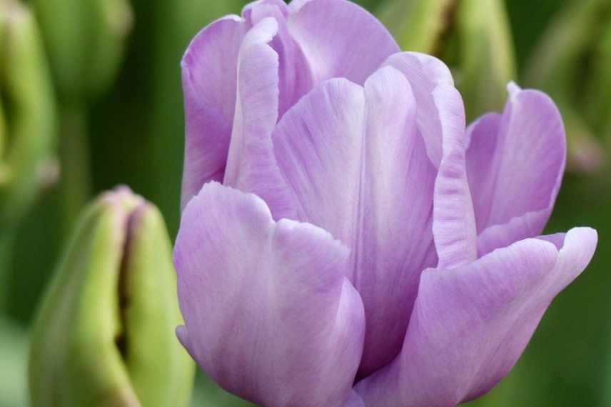 Tulipes fleurs violettes pourpres mauves