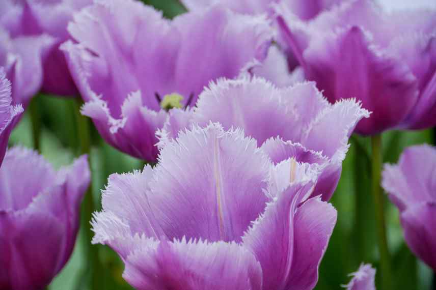 Tulipes fleurs violettes pourpres mauves