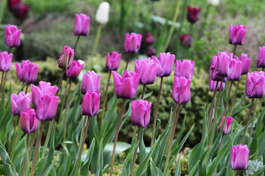 Tulipes fleurs violettes pourpres mauves