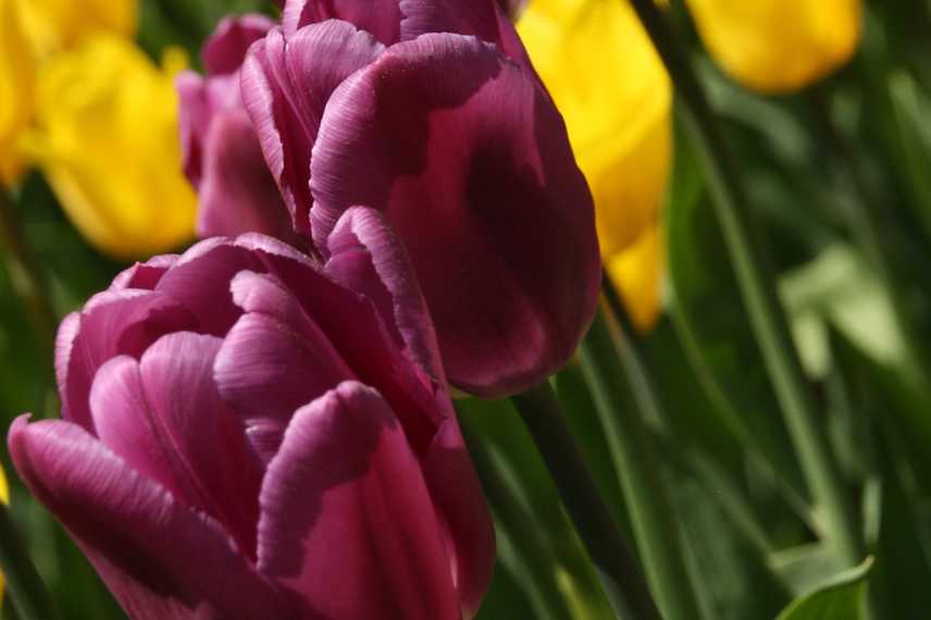 Tulipes fleurs violettes pourpres mauves