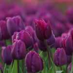 6 tulipes à fleurs violettes, mauves ou pourpres