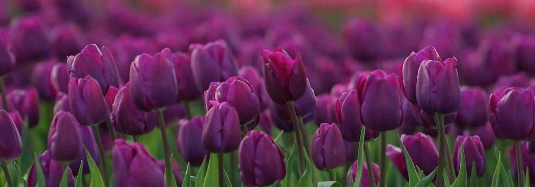 6 tulipes à fleurs violettes, mauves ou pourpres