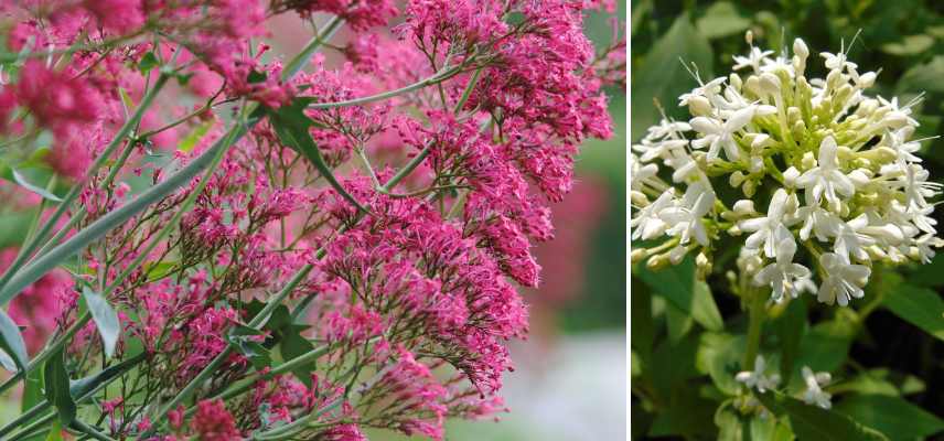 plantes qui se ressement toutes seules, plantes semis spontanés, fleurs se ressemant toutes seules,, semis spontanés quelles fleurs