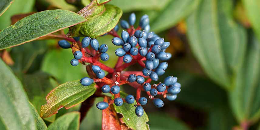 Viburnums, Viornes à fruits décoratifs