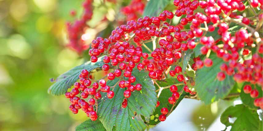 Viburnums, Viornes à fruits décoratifs