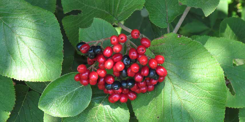 Viburnums, Viornes à fruits décoratifs