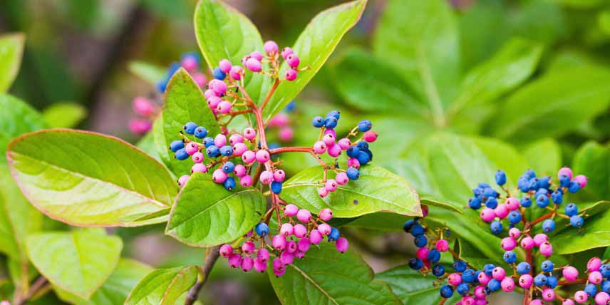 Viburnums, Viornes à fruits décoratifs