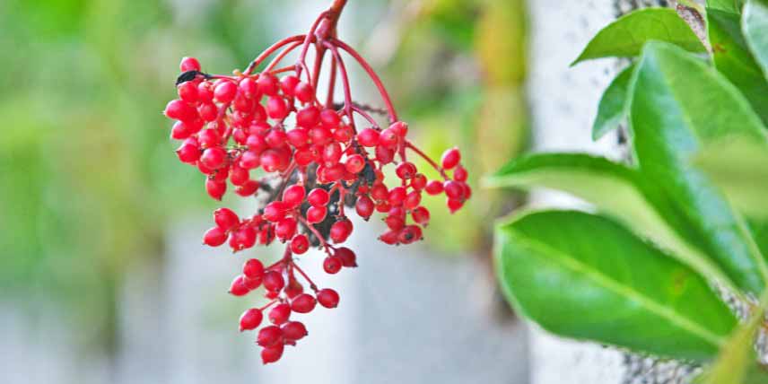Viburnums, Viornes à fruits décoratifs