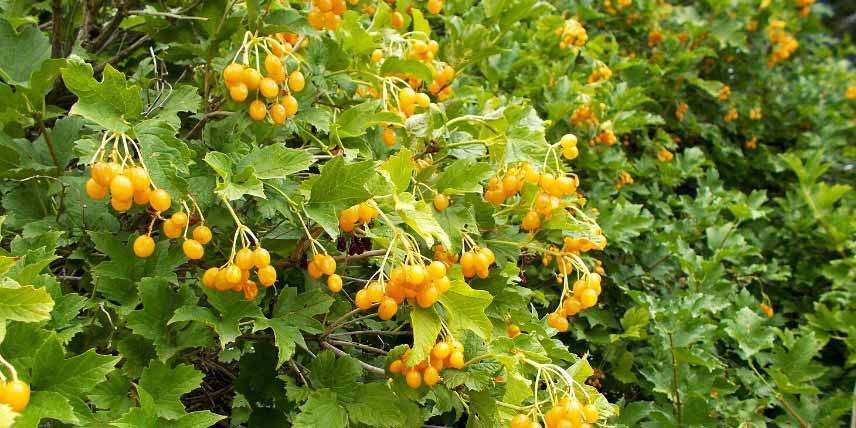 Viburnums, Viornes à fruits décoratifs