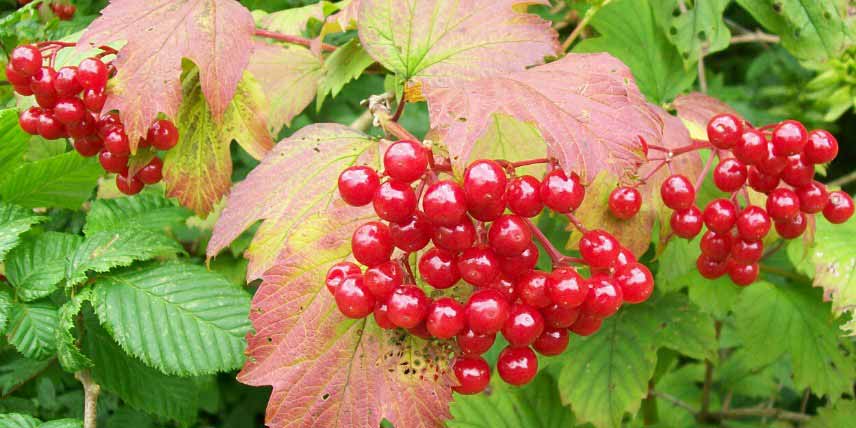 Viburnums, Viornes à fruits décoratifs