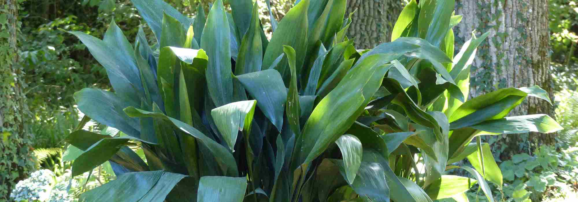 Jardin d'ombre - Vivaces, annuelles et arbustes