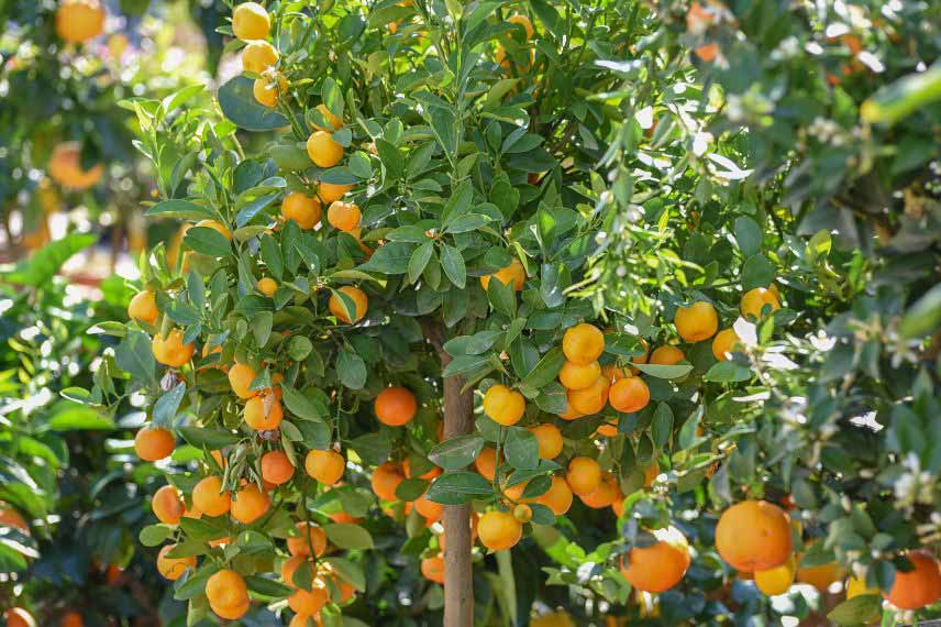 agrumes à cultiver en pot