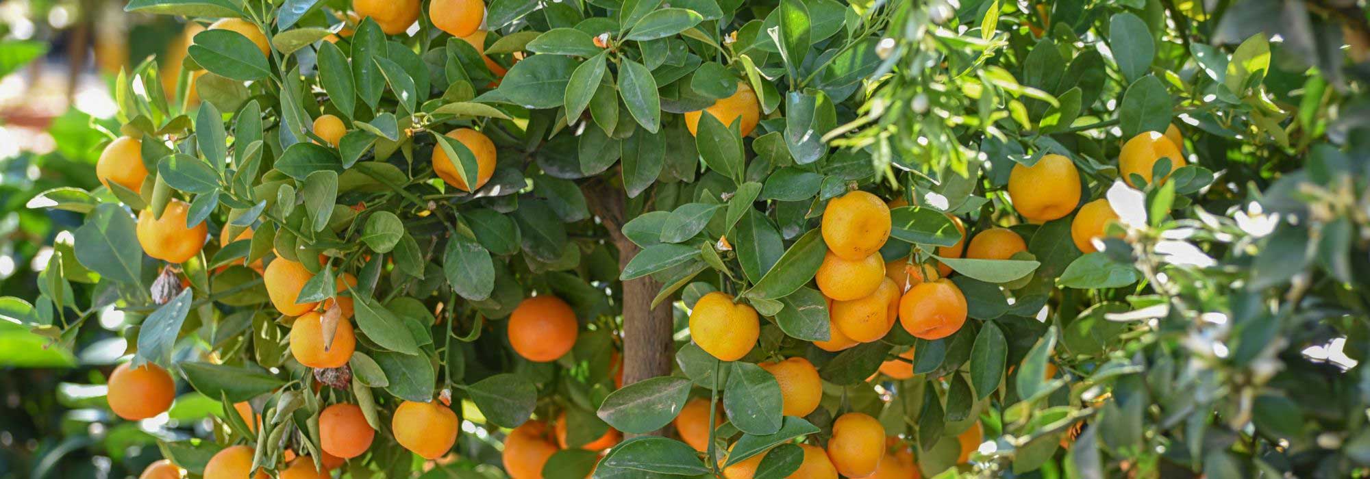 Citronnier : plantation, entretien - Côté Maison