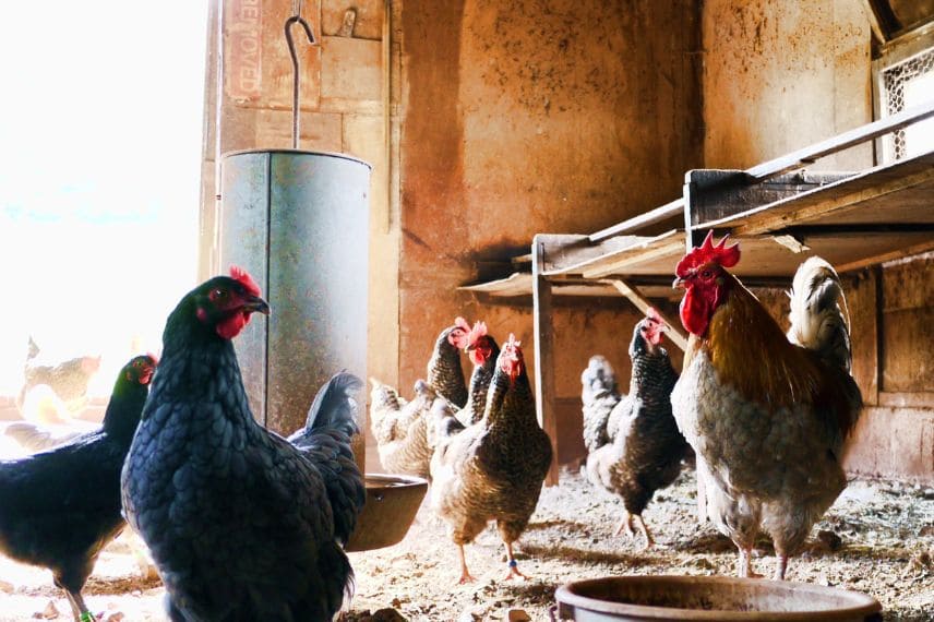 Aliment poule pondeuse en granulés – DAR'win