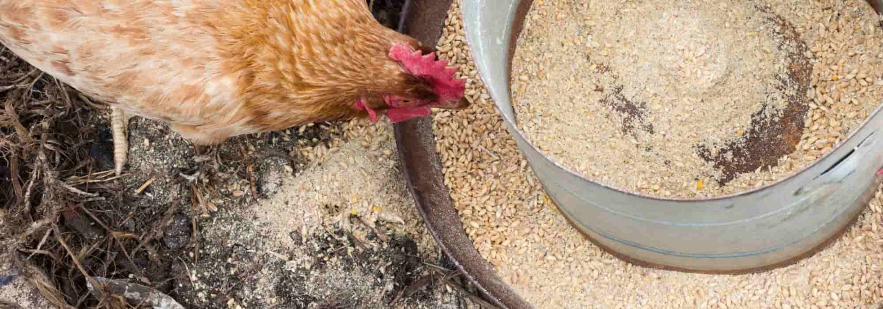 Quelle alimentation pour les poules pondeuses ?