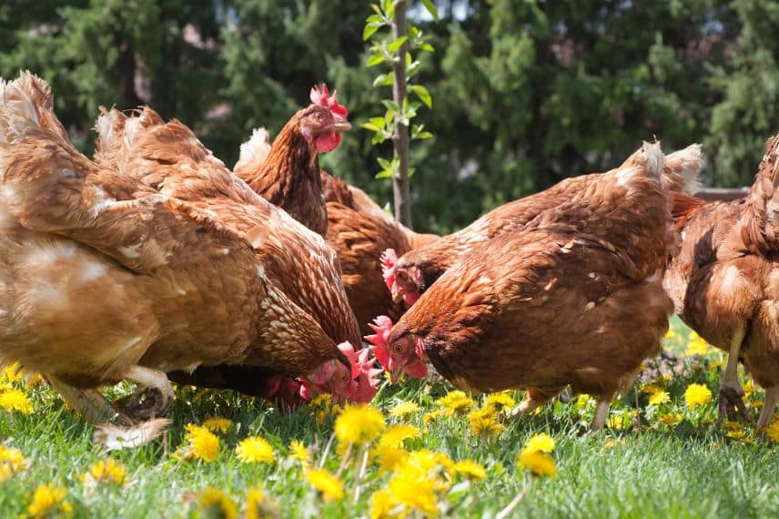 Quelle nourriture pour mes poules pondeuses ? – Fermes et Jardins