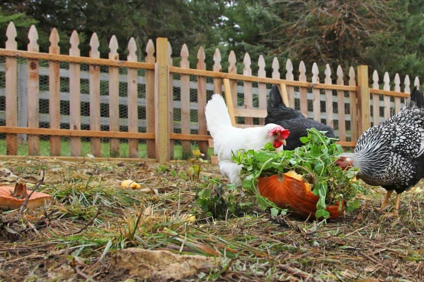 alimentation poules