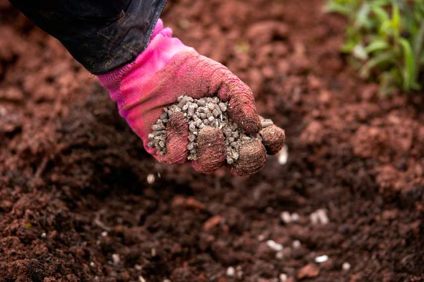 que planter ombre seche pied arbre, plantation pied arbre, planter sous les arbres, massif sous arbres