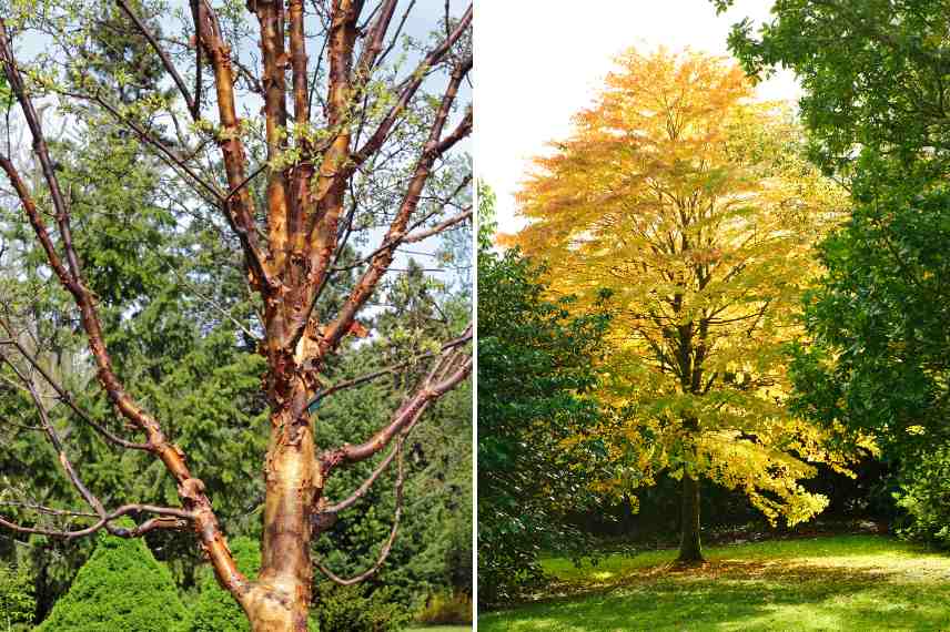 Choix arbre pour jardin, comment choisir arbre arbuste jardin