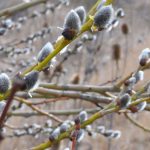 Les arbres à intérêt hivernal