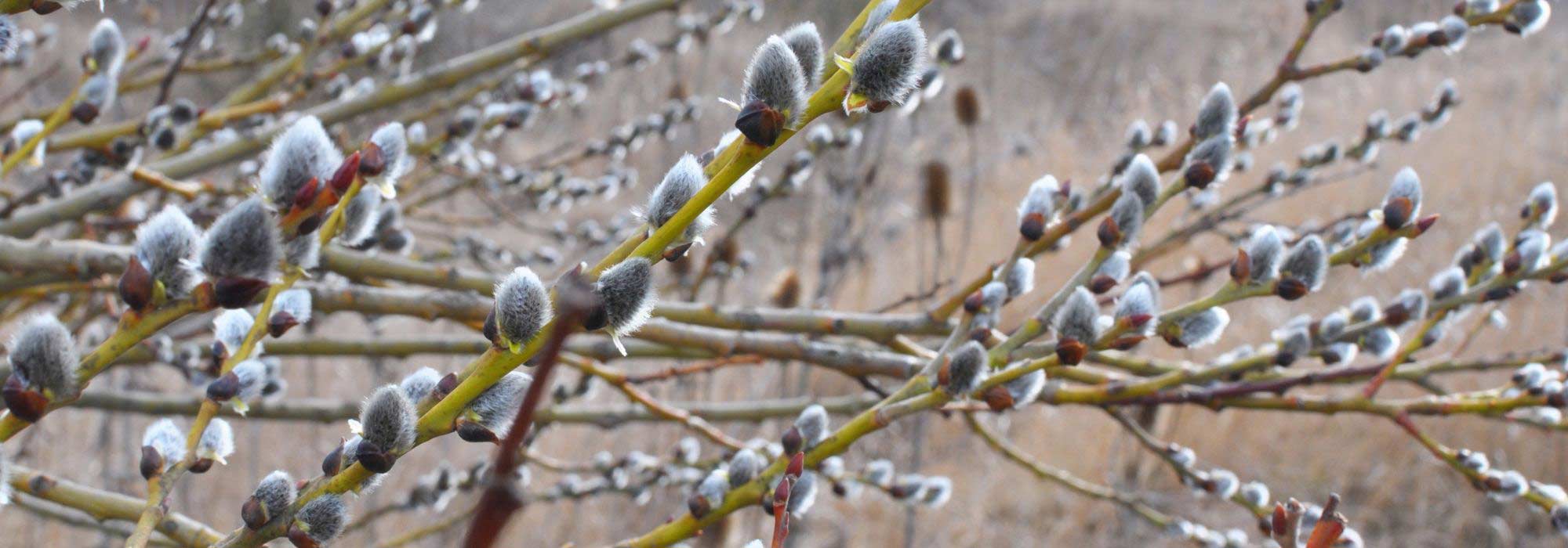 Les arbres à intérêt hivernal