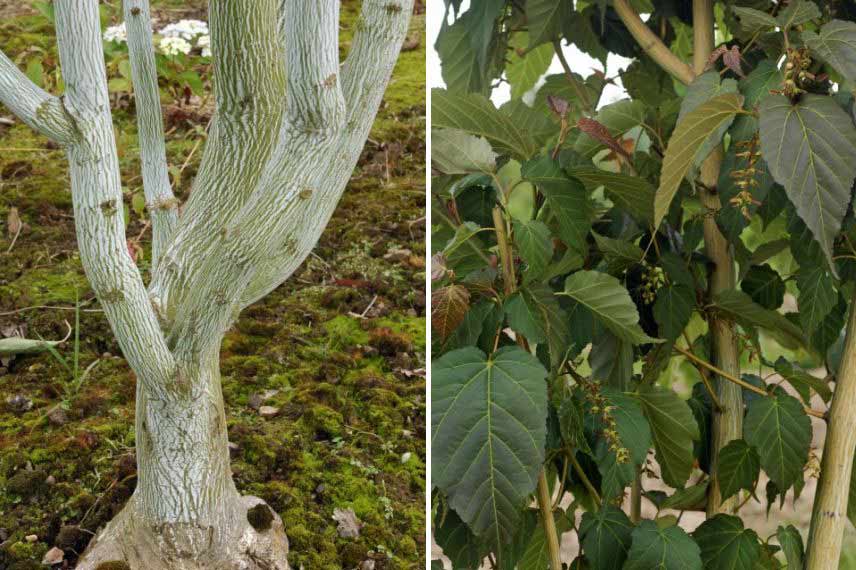 Les arbres à intérêt hivernal