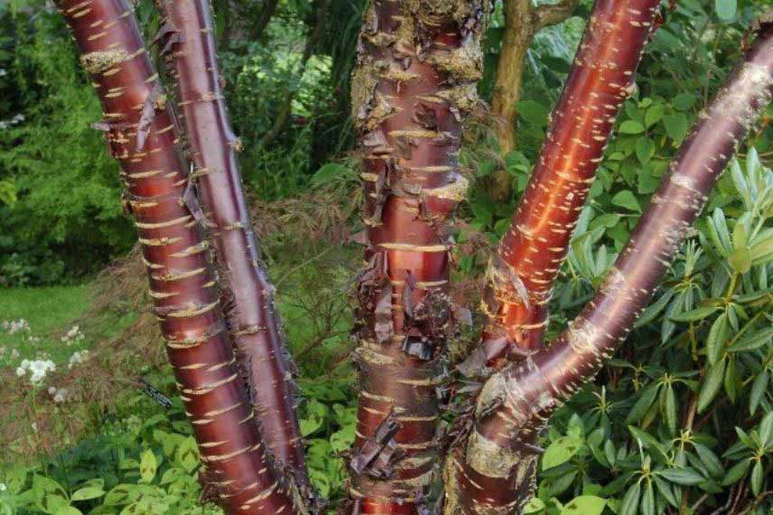 Les arbres à intérêt hivernal