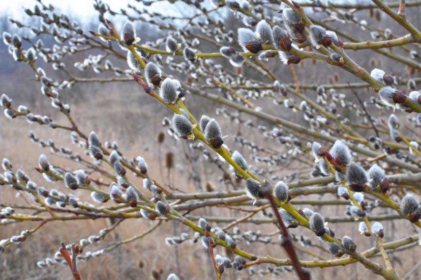 Les arbres à intérêt hivernal