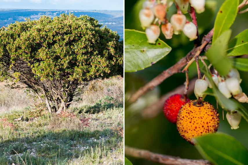 Les arbres à intérêt hivernal