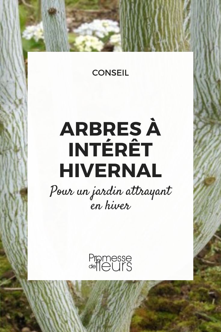 arbres interet hivernal