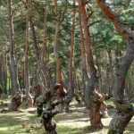 Tourisme végétal : des arbres remarquables à voir en Auvergne Rhône-Alpes