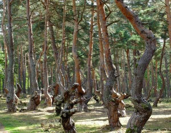 Tourisme végétal : des arbres remarquables à voir en Auvergne Rhône-Alpes