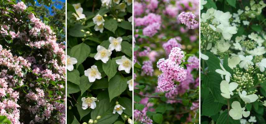 que ne pas tailler en hiver, plantes a ne pas tailler en hiver