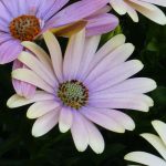 Associer l’Osteospermum