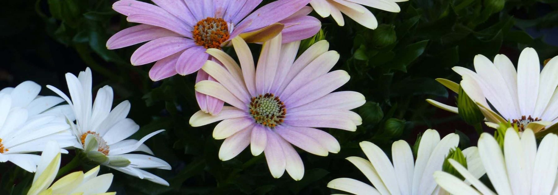 Associer l’Osteospermum