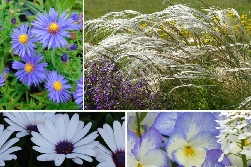 association osteospermum